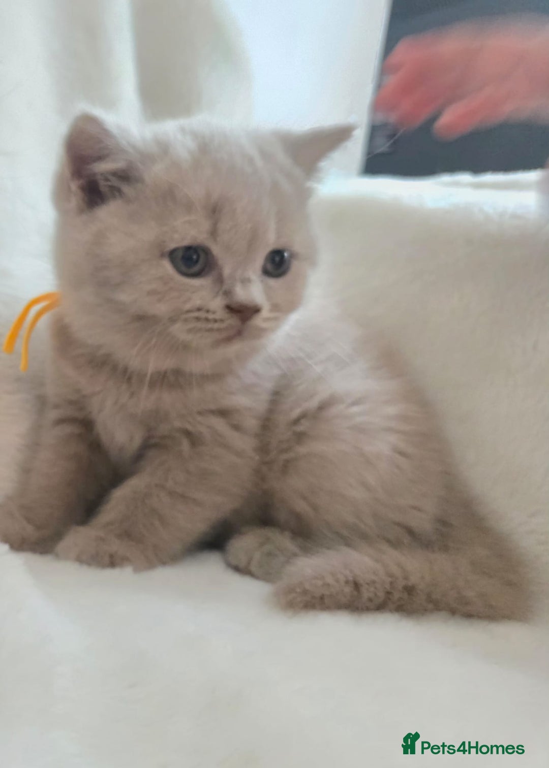 British Shorthair cats for sale: GCCF British Shorthair Kittens Champion Bloodline  - Image 2