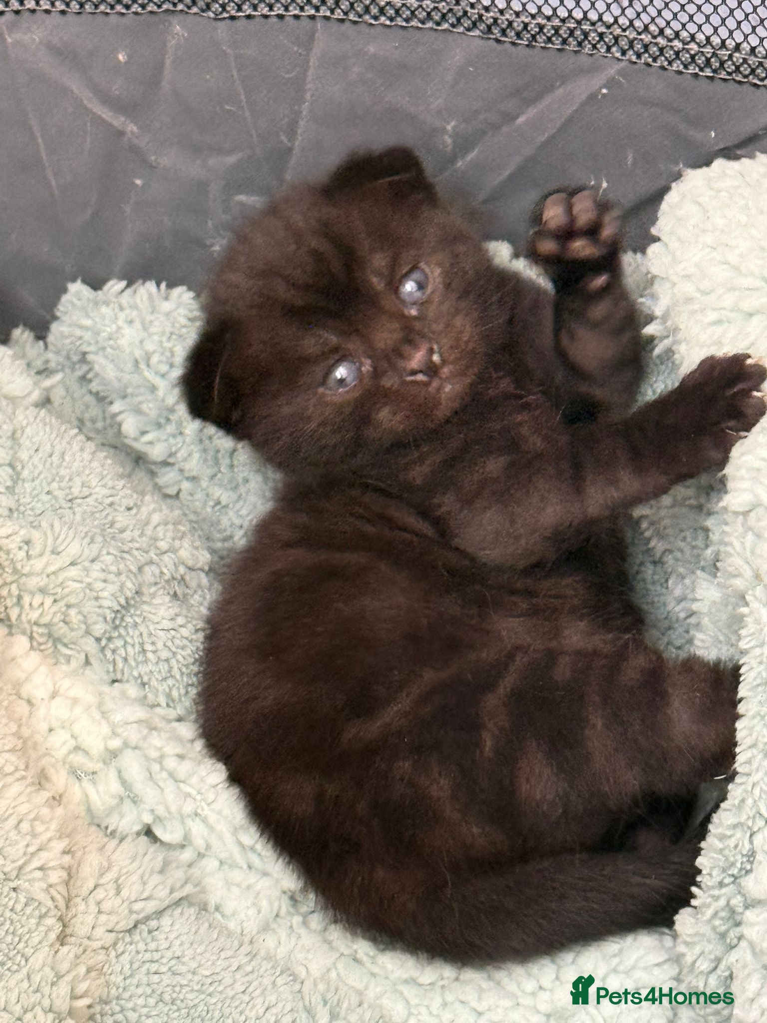 Mixed Breed cats Bengal X Scottish fold  - Advert 16