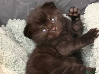 Mixed Breed cats Bengal X Scottish fold - Advert 16