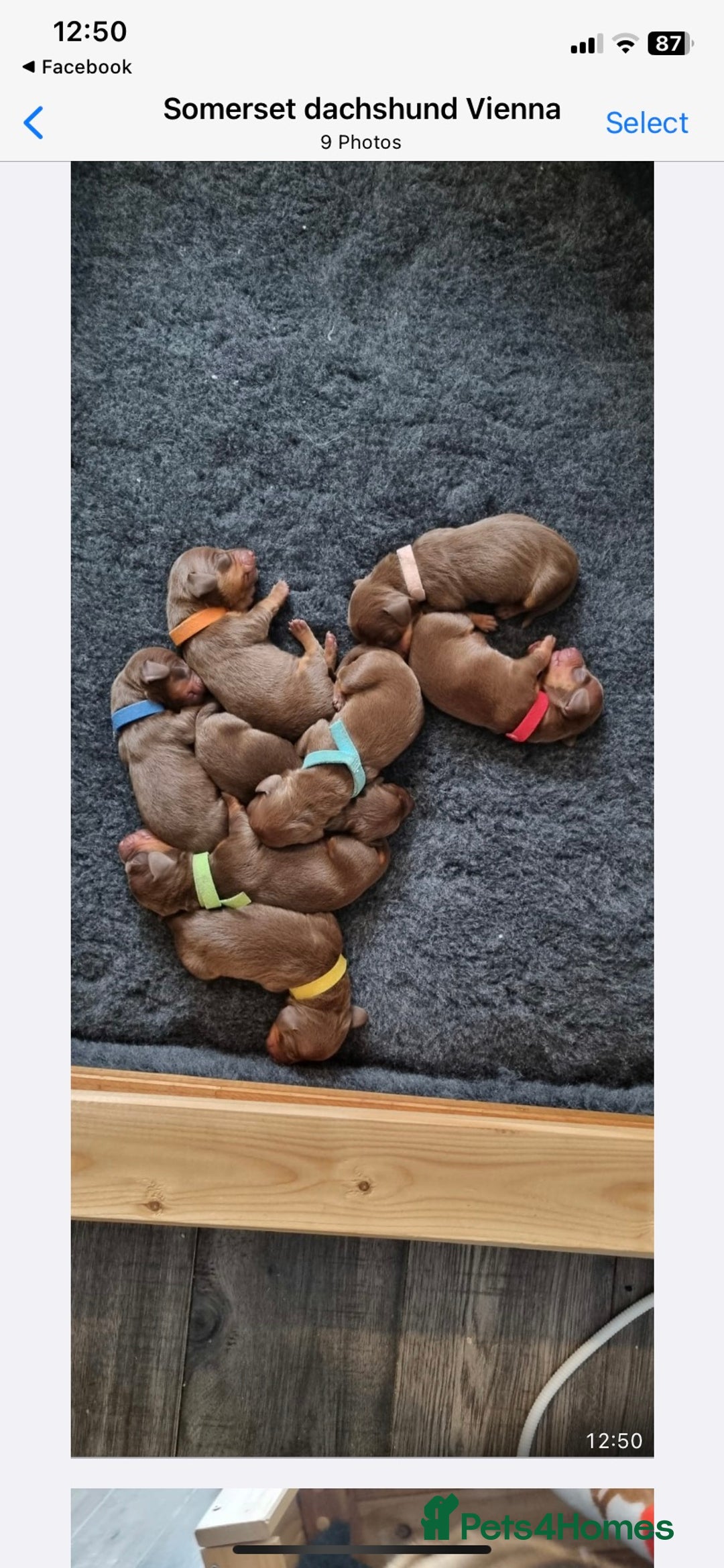 Miniature Dachshund dogs for stud: Proven Choc/Tan Brown Miniature Dachshund for Stud in Swindon - Advert 11