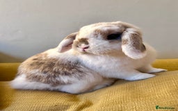 Mini Lop rabbits for sale: 2x Gorgeous mini lops sadly needing to be rehomed  - Image 1