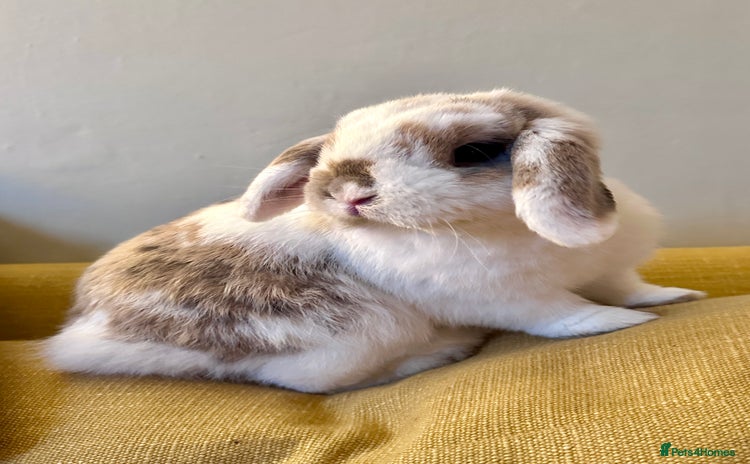 Mini Lop rabbits - Advert 3