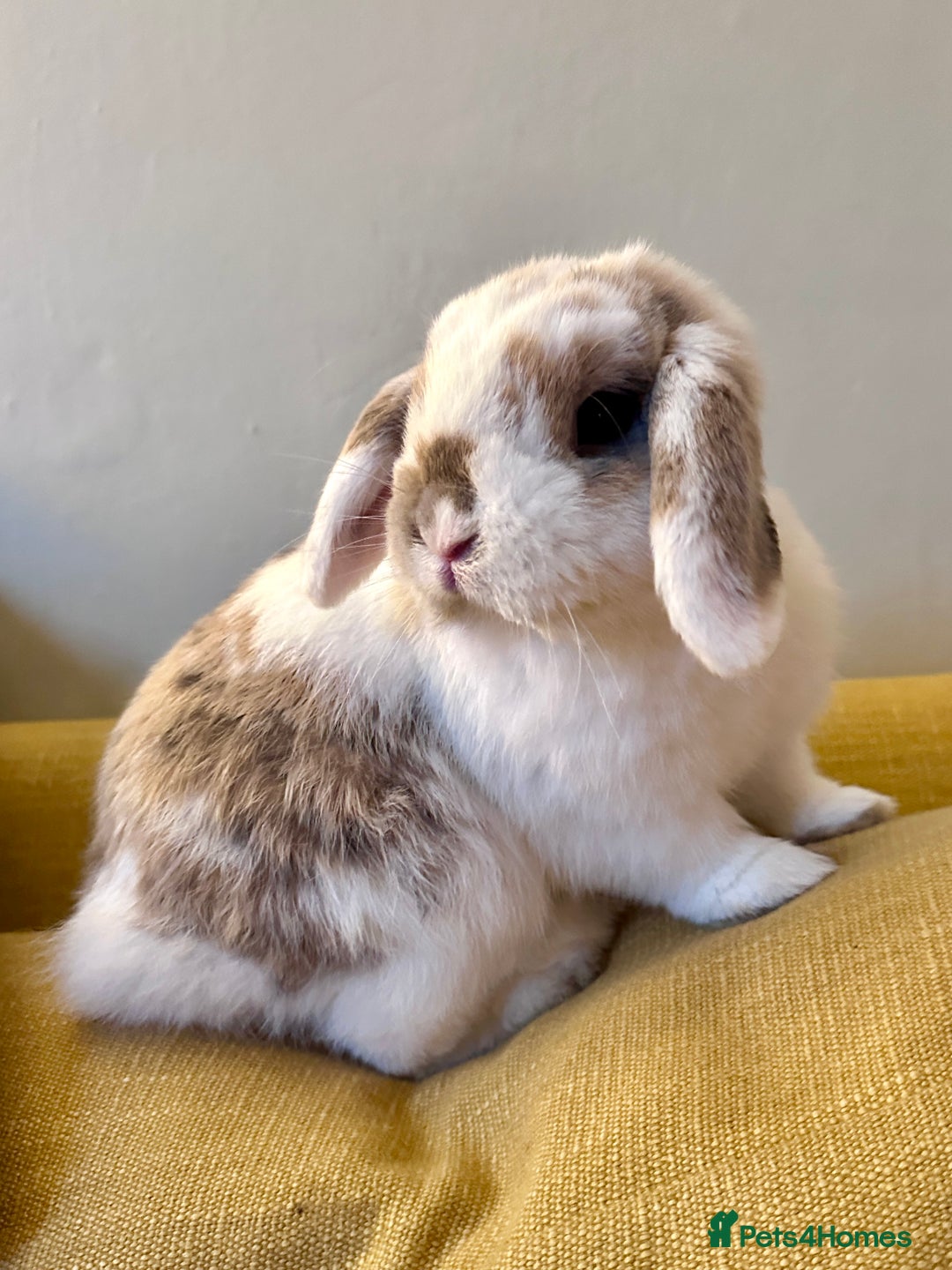 Mini Lop rabbits for sale: 2x Gorgeous mini lops sadly needing to be rehomed  - Image 1