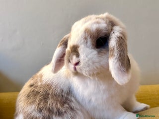 Mini Lop rabbits - Advert 25