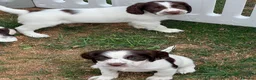 English Springer Spaniel dogs for sale: HEALTH TESTED QUALITY ENGLISH SPRINGER SPANIELS  - Advert 18