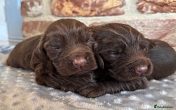 Cocker Spaniel dogs for sale: Kennel club registered males  - Image 5