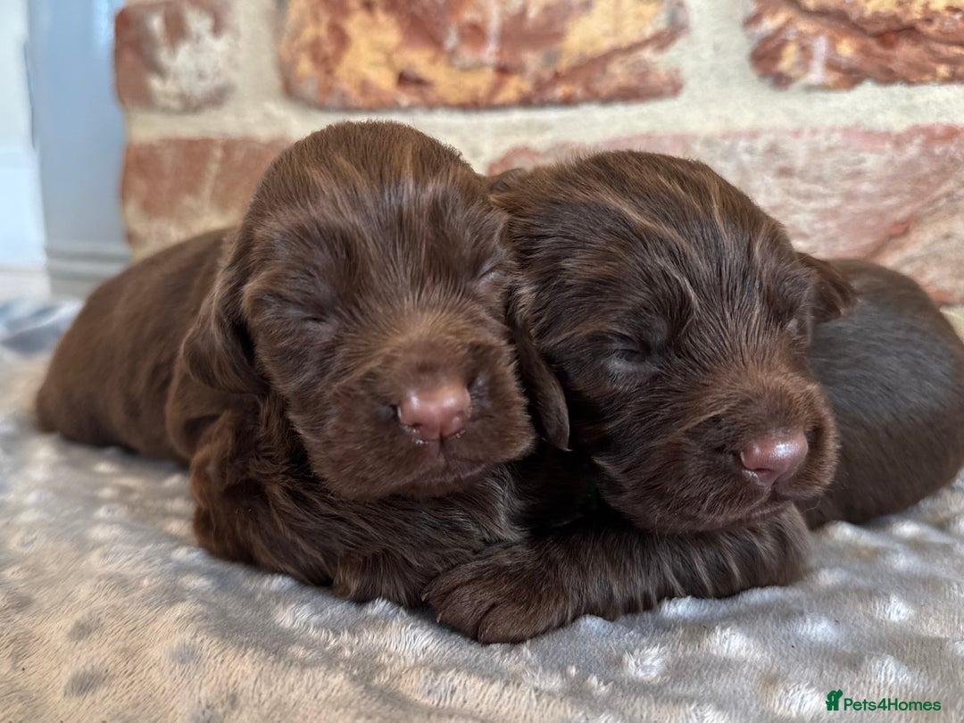 Cocker Spaniel dogs for sale: Kennel club registered males  - Image 5