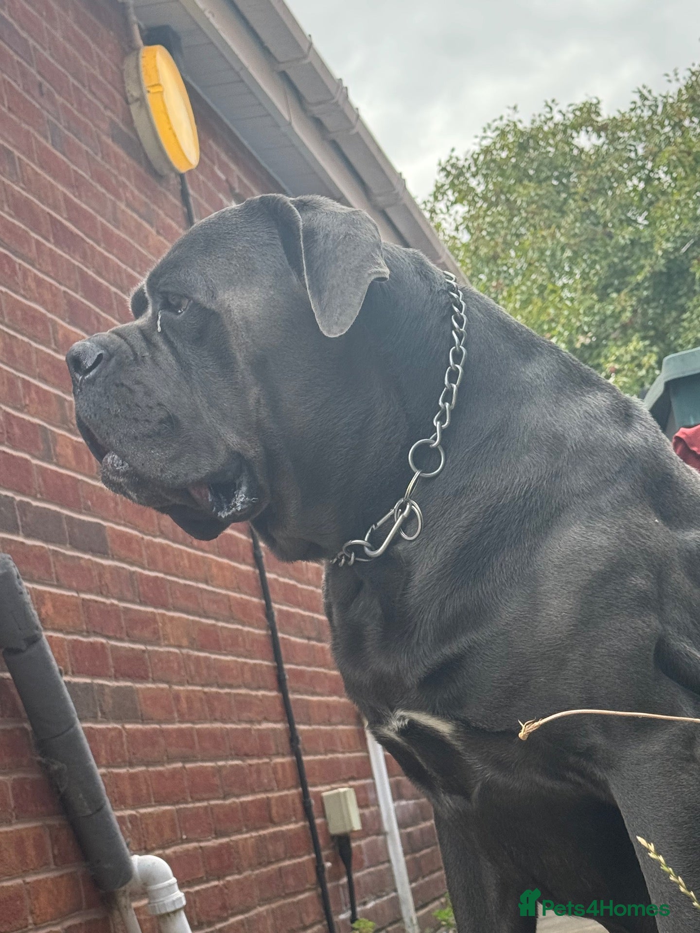 Cane Corso dogs Blue Cane Corso 75kg / Proven Stud - Advert 2