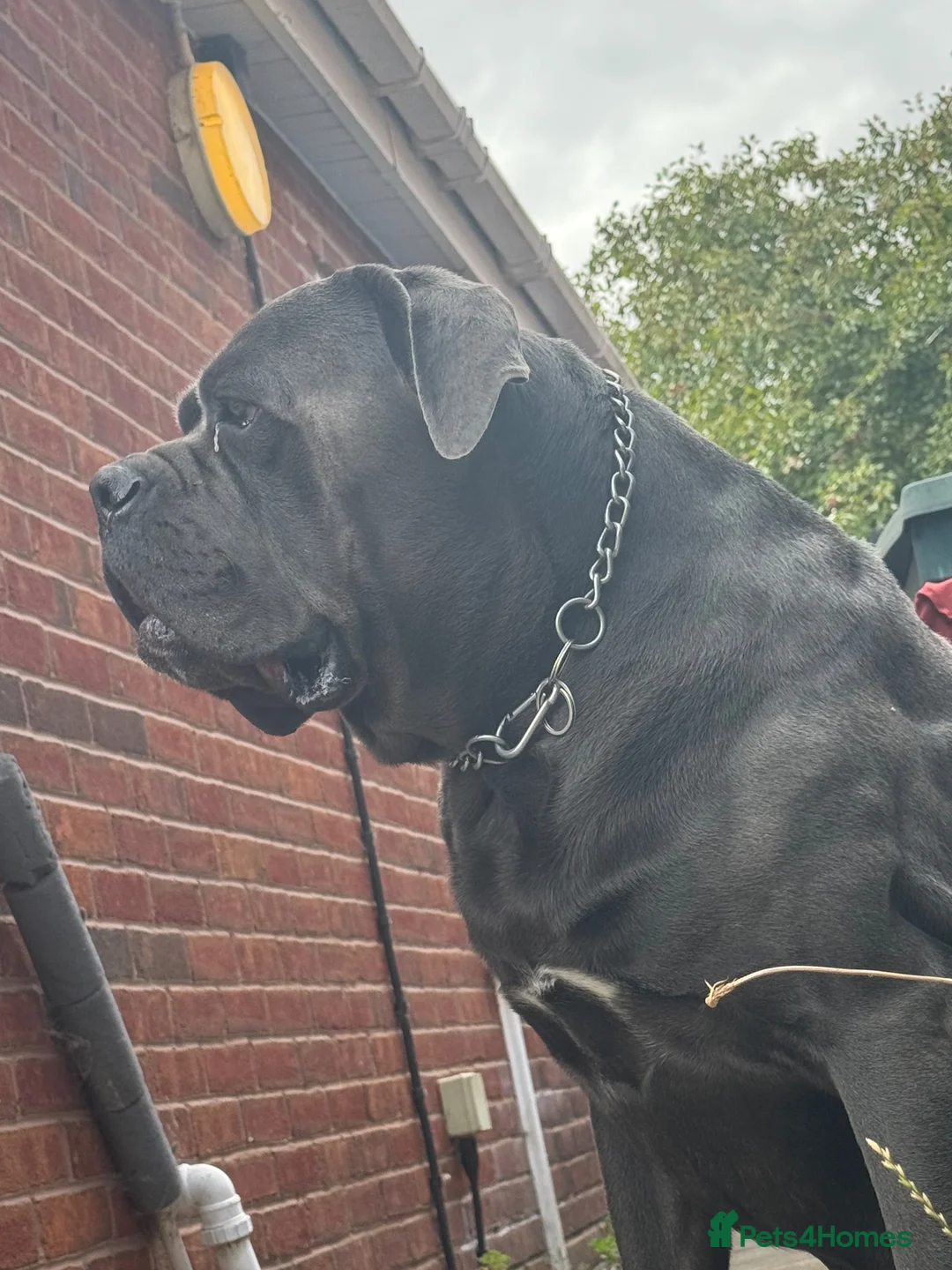 Cane Corso dogs for stud: Blue Cane Corso 75kg / Proven Stud - Advert 2
