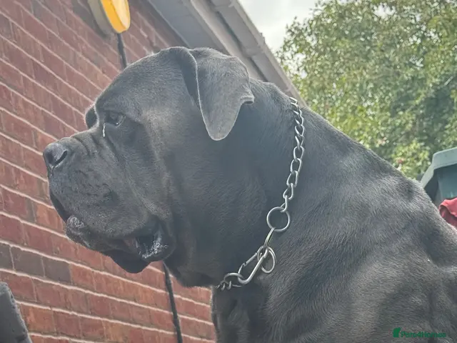 Cane Corso dogs Blue Cane Corso 75kg / Proven Stud - Advert 2