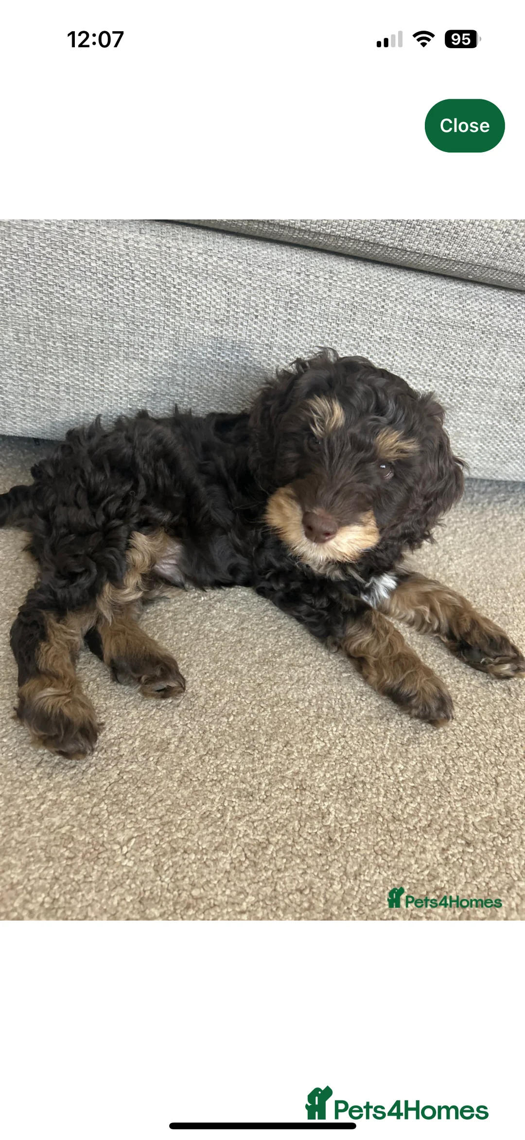 Cockapoo dogs for stud: F1 Red Cockapoo PROVEN Stud-Extensively DNA Tested in Stafford - Advert 30