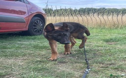 Belgian Shepherd Dog dogs for sale: 6x Malinois Puppies for Adoption - Image 4