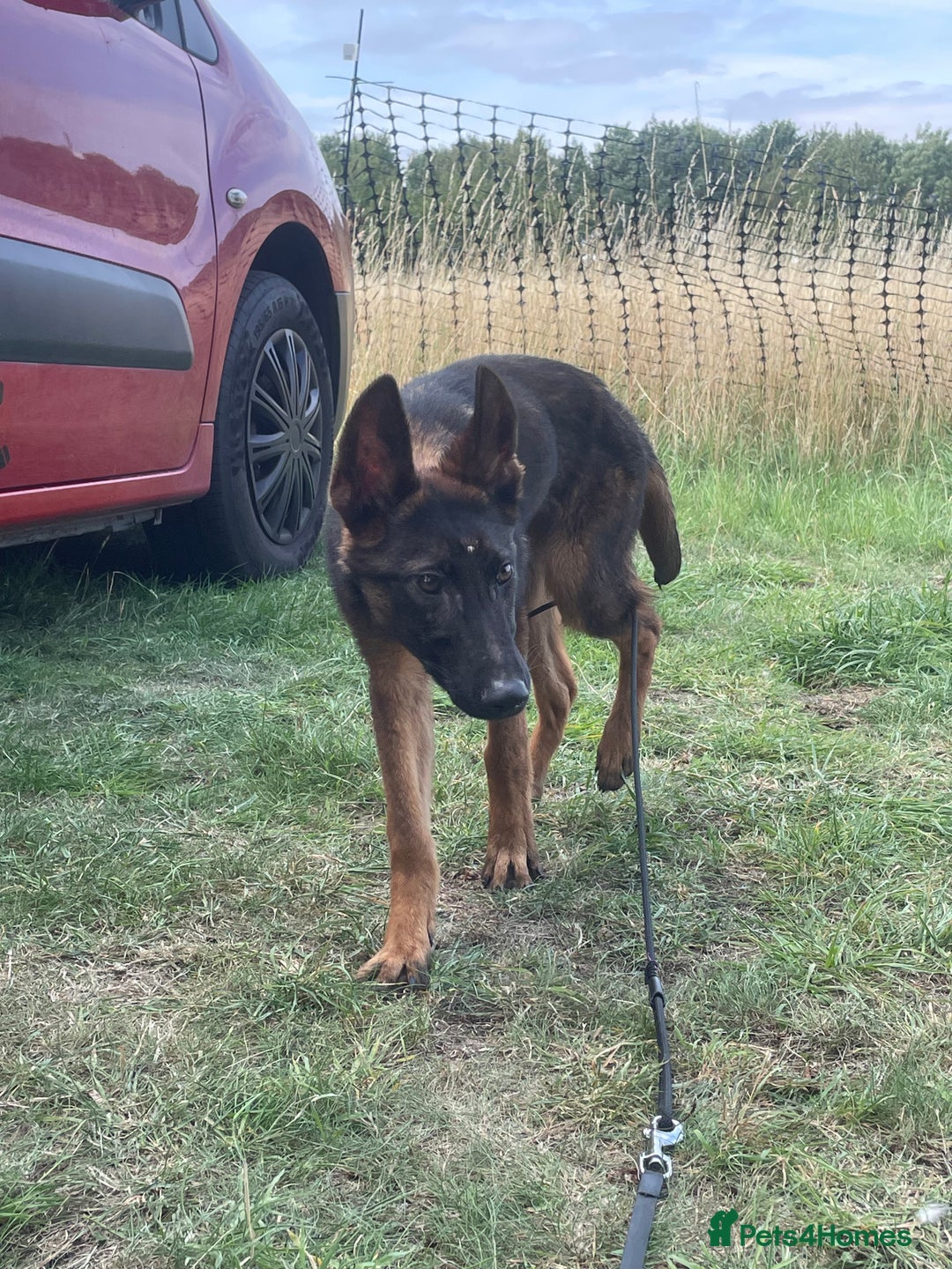 Belgian Shepherd Dog dogs for sale: 6x Malinois Puppies for Adoption - Image 4
