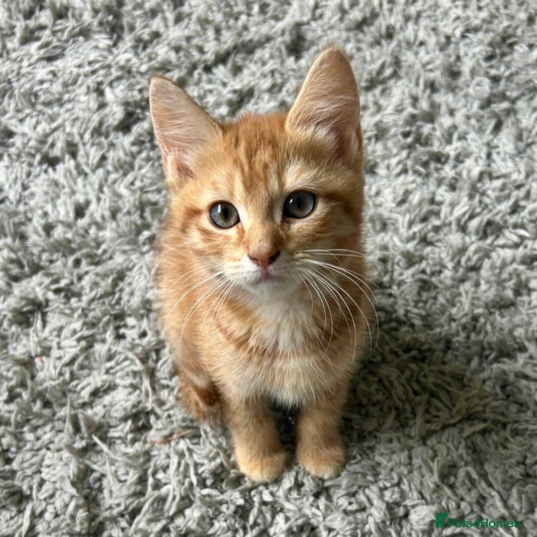Mixed Breed cats for sale: 3 left - pedigree cross mixed breed kittens - Image 5