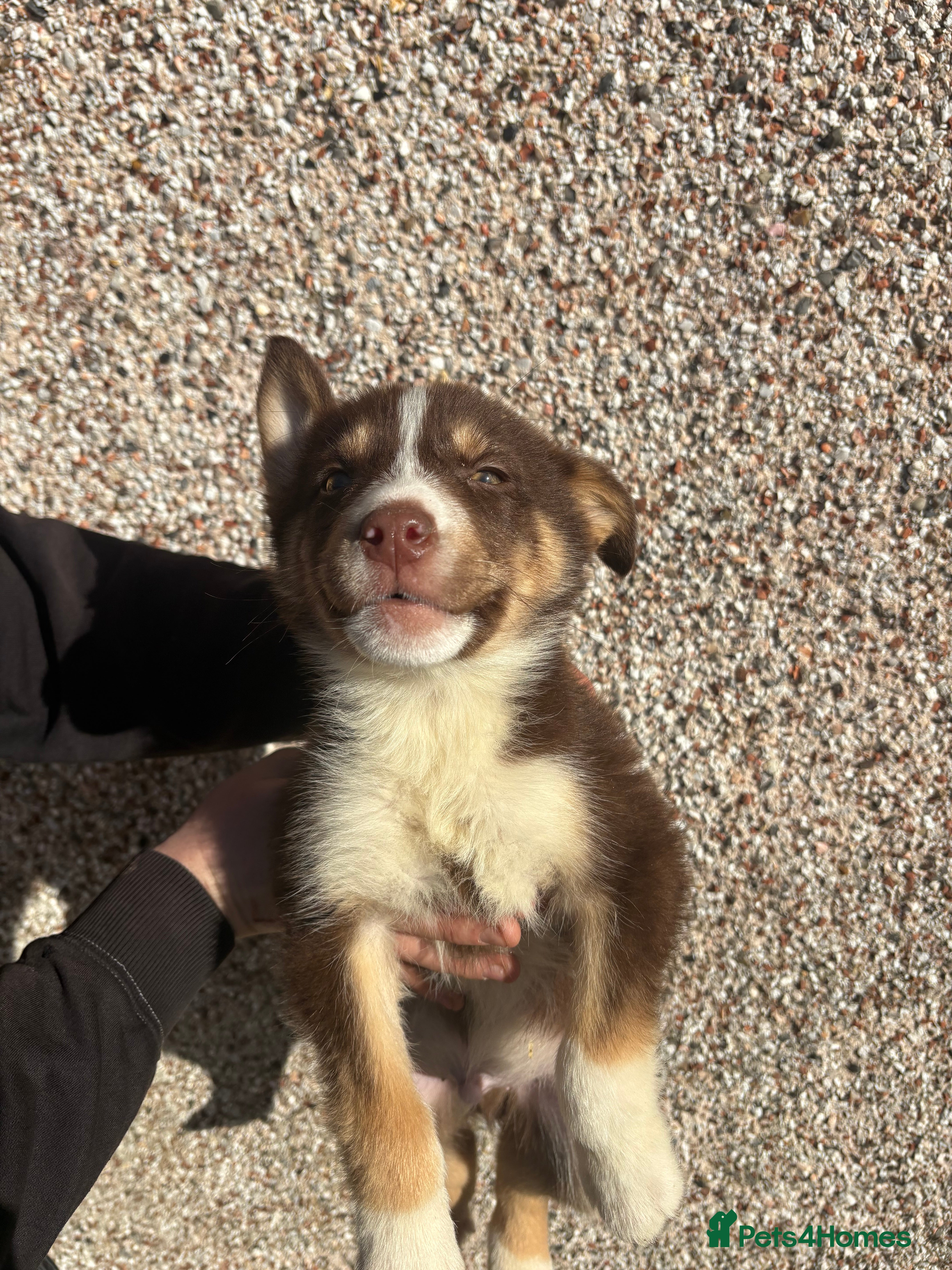 Mixed Breed dogs Only boy lefts* Huskyx AussieShepPuppies - Advert 5