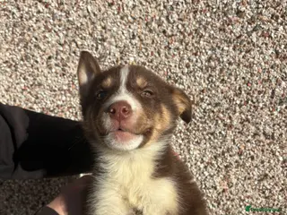 Mixed Breed dogs Only boy lefts* Huskyx AussieShepPuppies - Advert 5