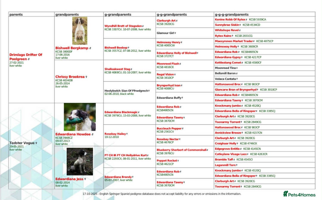 English Springer Spaniel dogs for sale: 🔥Seriously well bred springer spaniel pups - Advert 12
