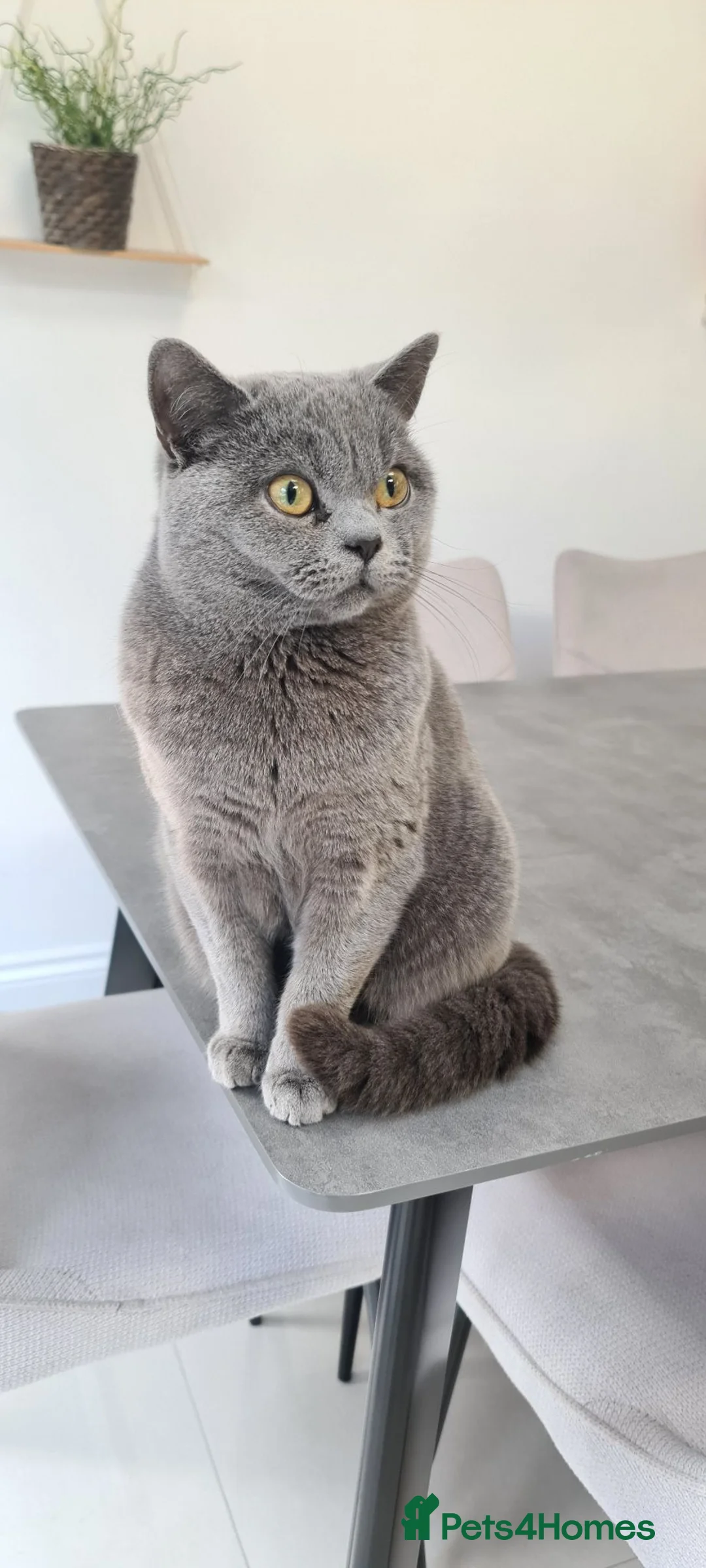 British Shorthair cats for sale: Sim Sim - British Shorthair in West Byfleet - Advert 1