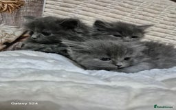 Ragdoll cats for sale: Ragdoll kittens  - Image 32