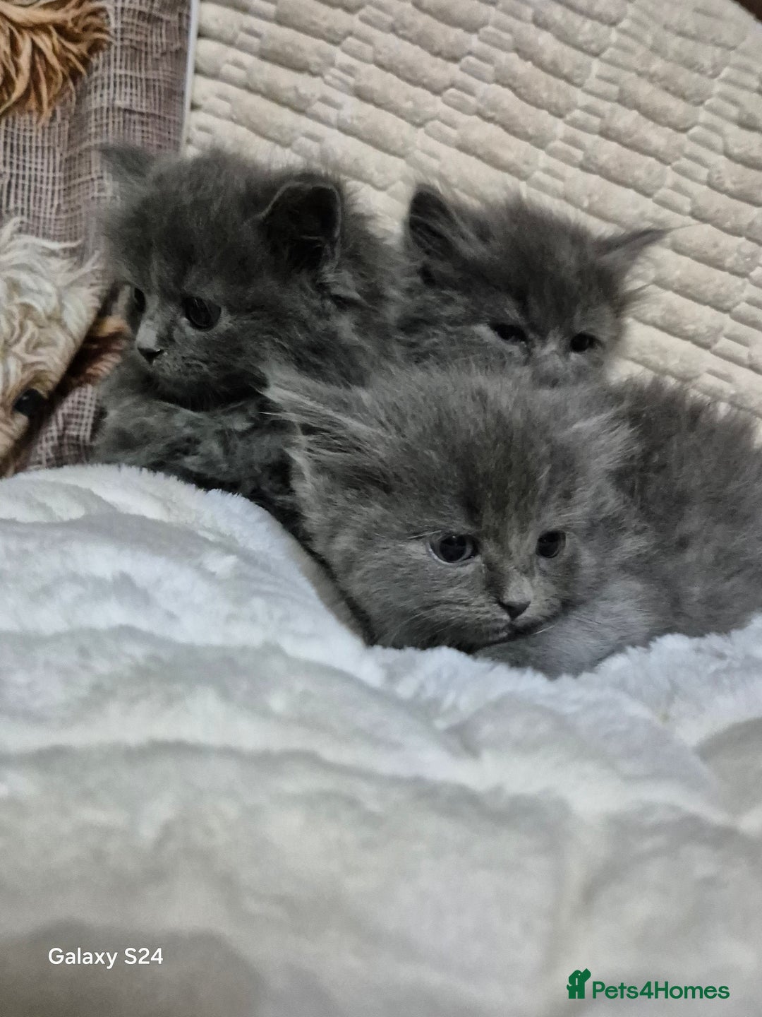 Ragdoll cats for sale: Ragdoll kittens  - Image 32