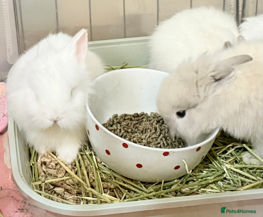 Lionhead rabbits for sale: 11 Double Maned Lionhead Babies For Sale - Advert 6