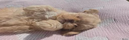 Shih Tzu dogs for sale: Shihtzu pups Beautiful colours & imperial sizes 🐾 - Advert 17