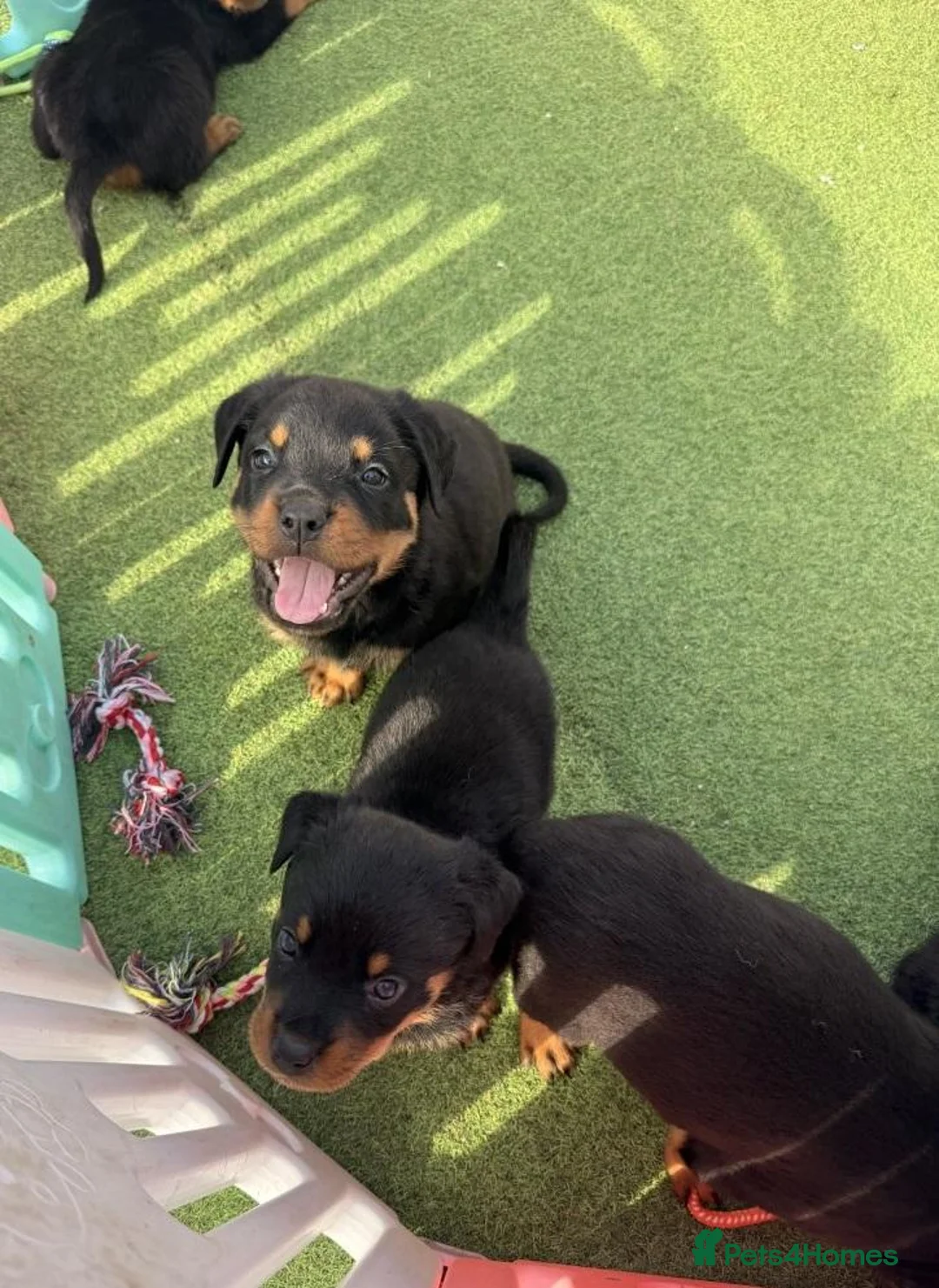 Rottweiler dogs for sale: Visionary Choice for a Loyal Rottweilers Companion in Halifax - Advert 13