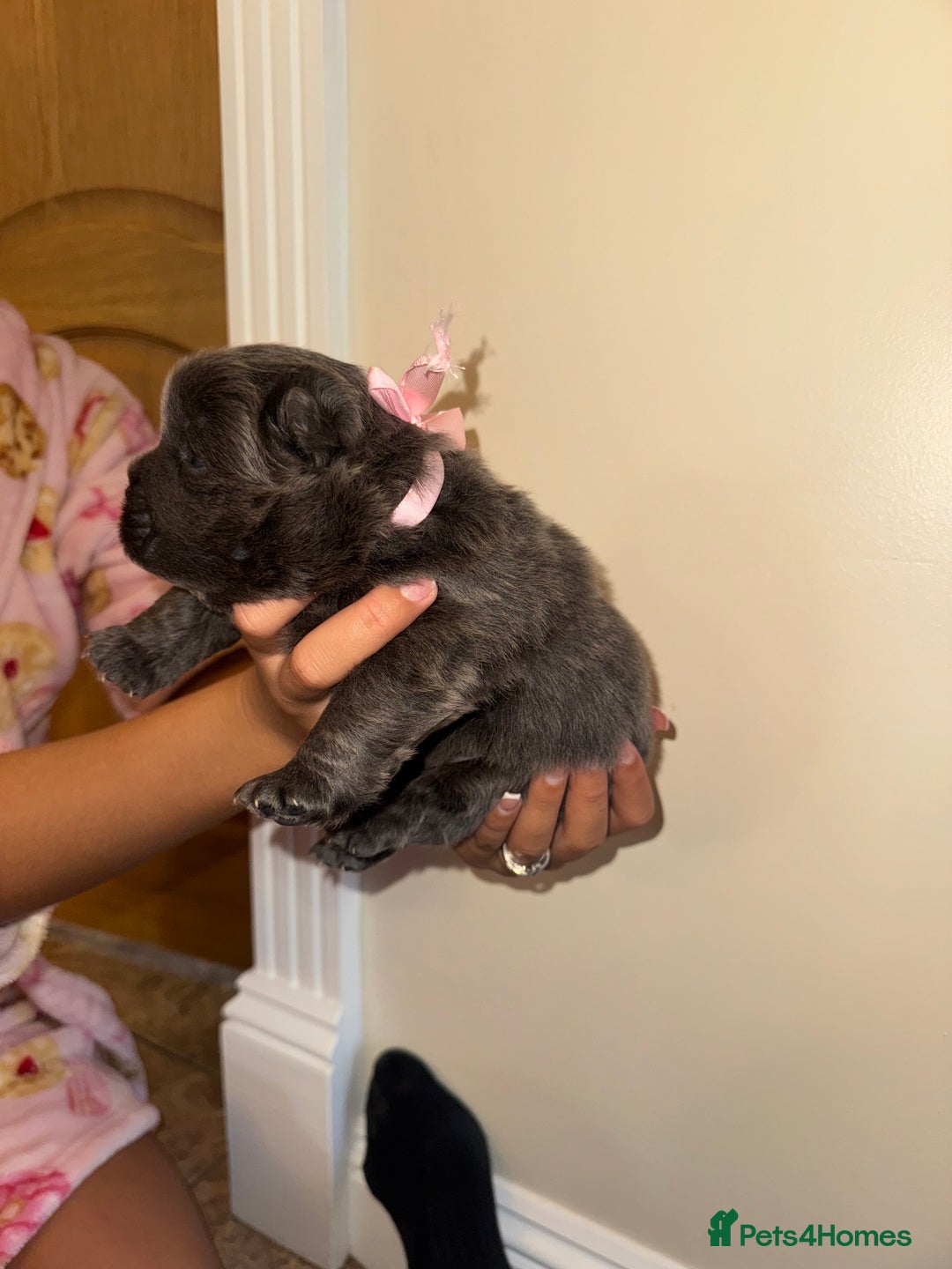Chow Chow dogs for sale: Stunning kc reg puppies  - Advert 36