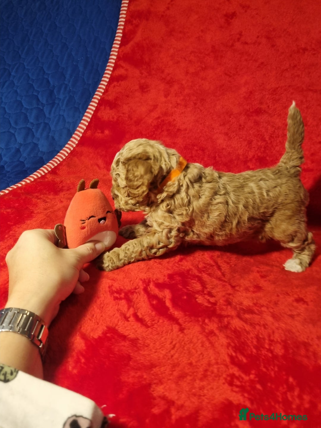 Miniature Poodle dogs for sale: Championline Miniature Poodle exceptional puppy. - Advert 26