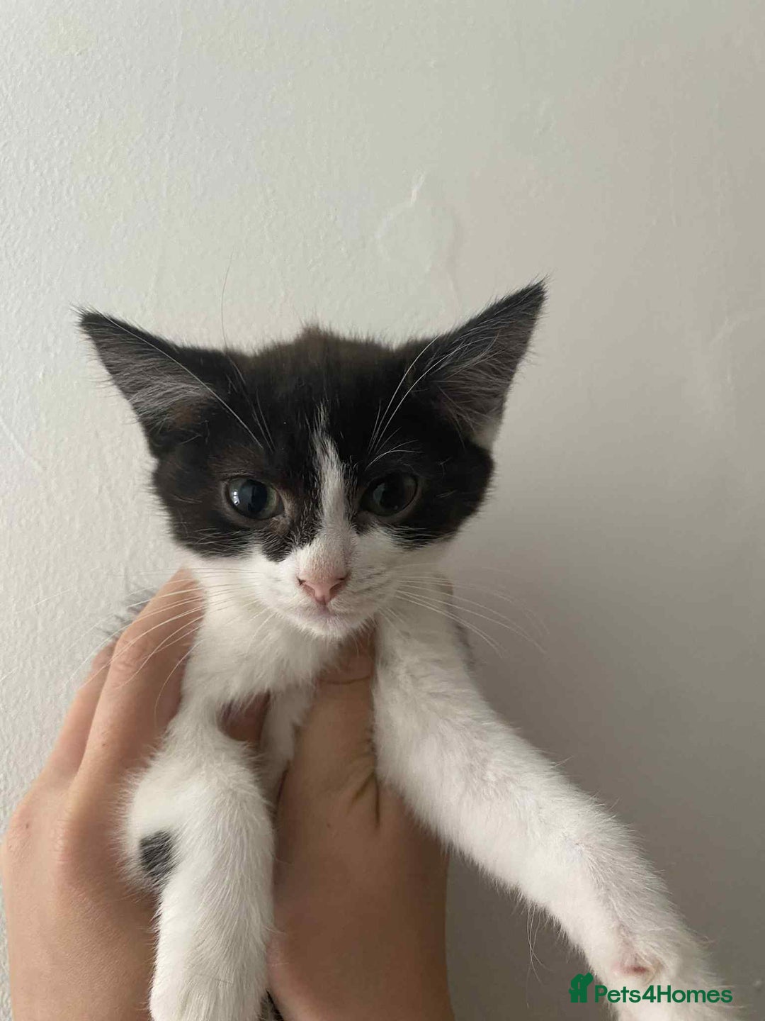 Snowshoe cats for sale: 🐾Gorgeous Kittens Ready for Forever Homes 🏡✨ - Image 8
