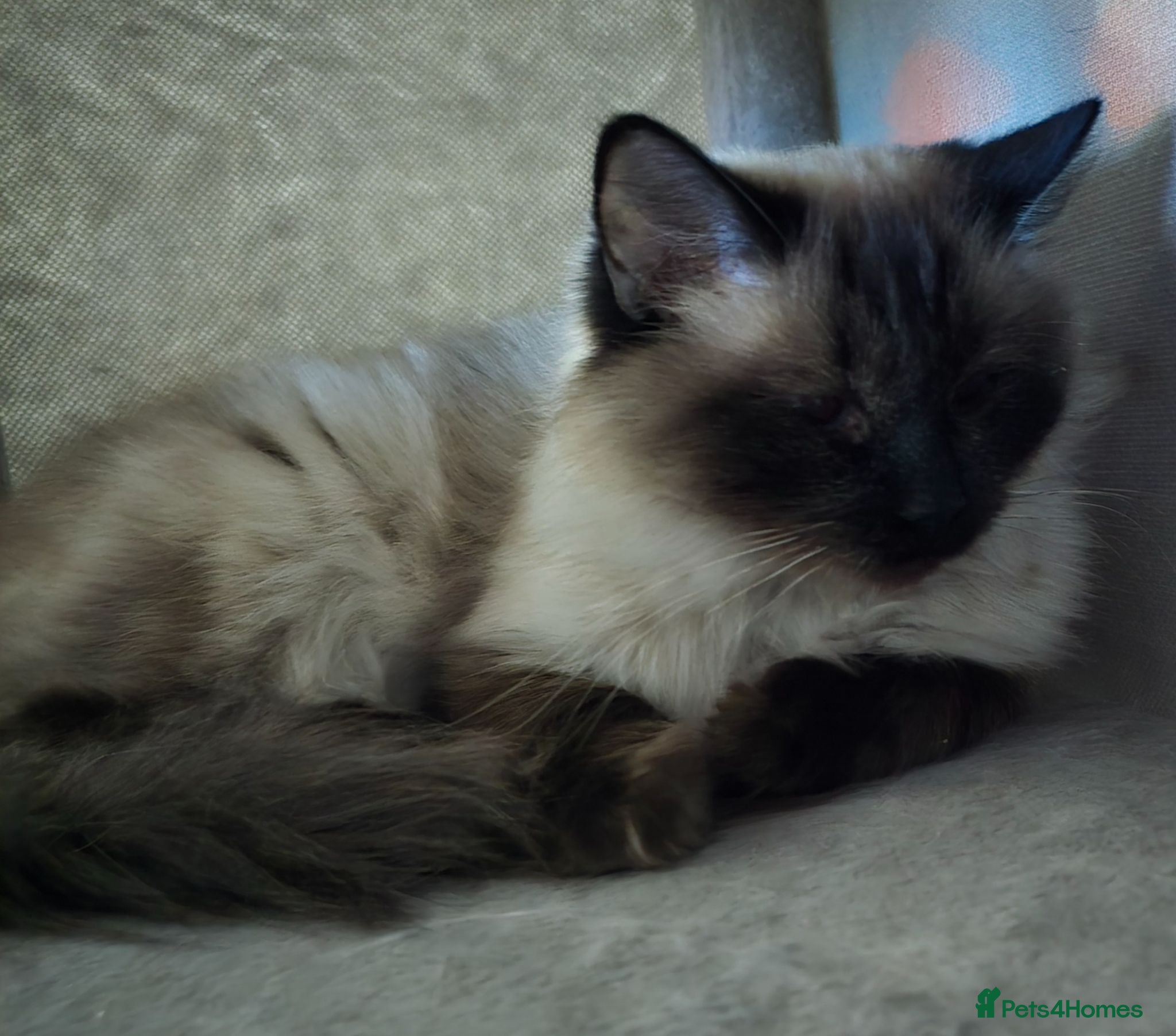 Ragdoll cats 3 rgdoll  kittens - Advert 3