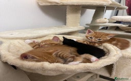 American Shorthair cats for sale: 4 male kittens for sale! - Image 23