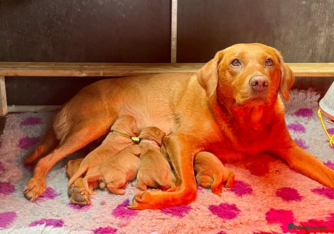 Labrador Retriever dogs for sale: Fox Red Labrador Puppies from Working Parents - Image 1