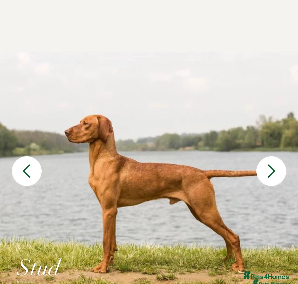 Hungarian Vizsla dogs KC Registered Hungarian Viszla litter  - Advert 15