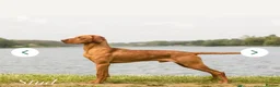 Hungarian Vizsla dogs for sale: KC Registered Hungarian Viszla litter  - Advert 5