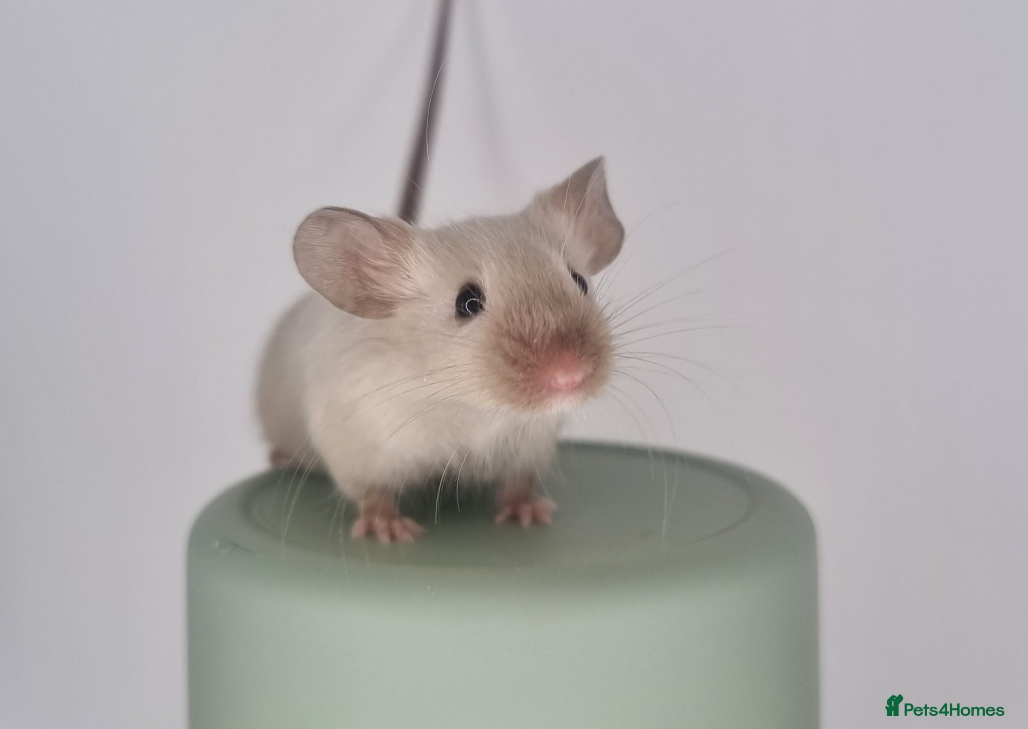 Mouse rodents Fancy Mice 🐭 - Advert 1