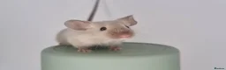 Mouse rodents for sale: Fancy Mice 🐭 - Advert 1
