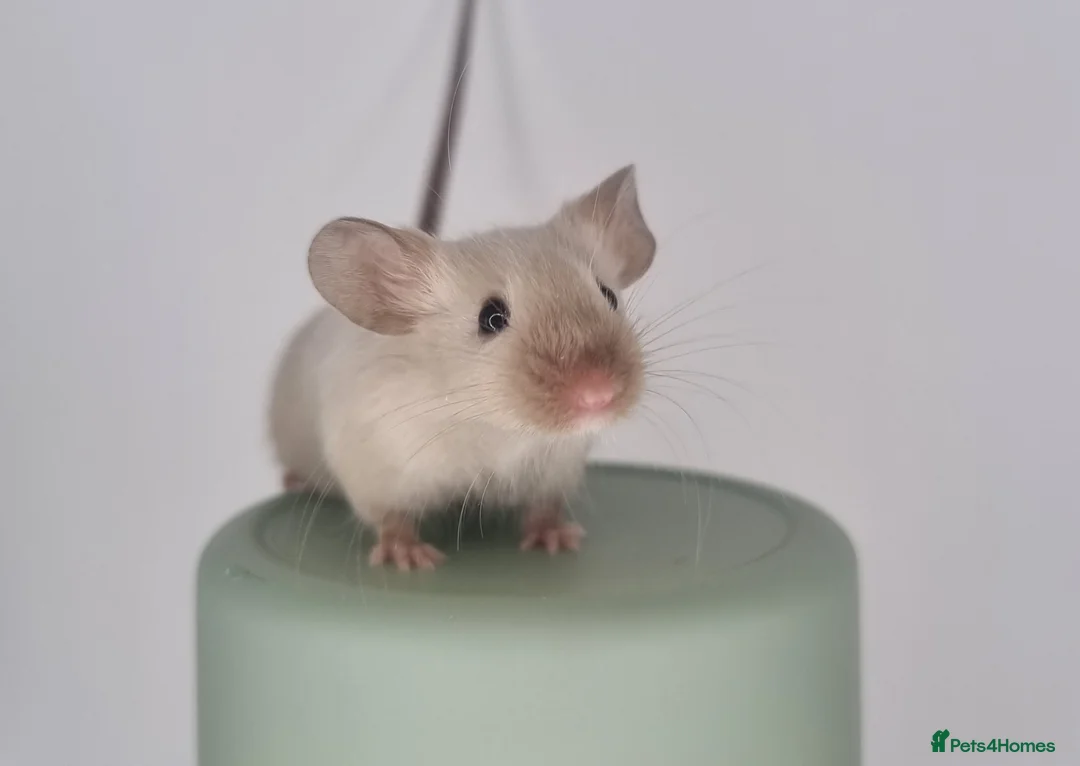 Mouse rodents for sale: Fancy Mice 🐭 - Advert 1