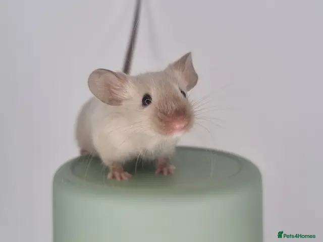 Mouse rodents Fancy Mice 🐭 - Advert 1