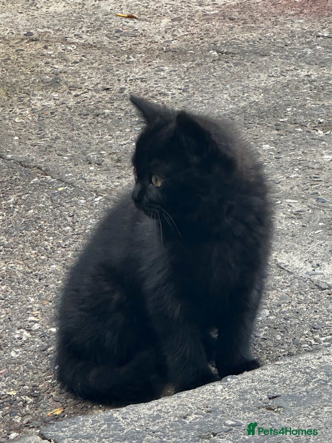 Mixed Breed cats for sale: 3 female kittens ready to go  - Image 7