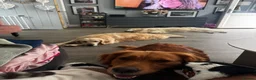 Golden Retriever dogs for sale: Fantastic golden retriever  - Advert 8