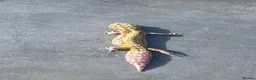 Leopard Gecko reptiles for sale: RADAR Leopard gecko in Orpington - Advert 2