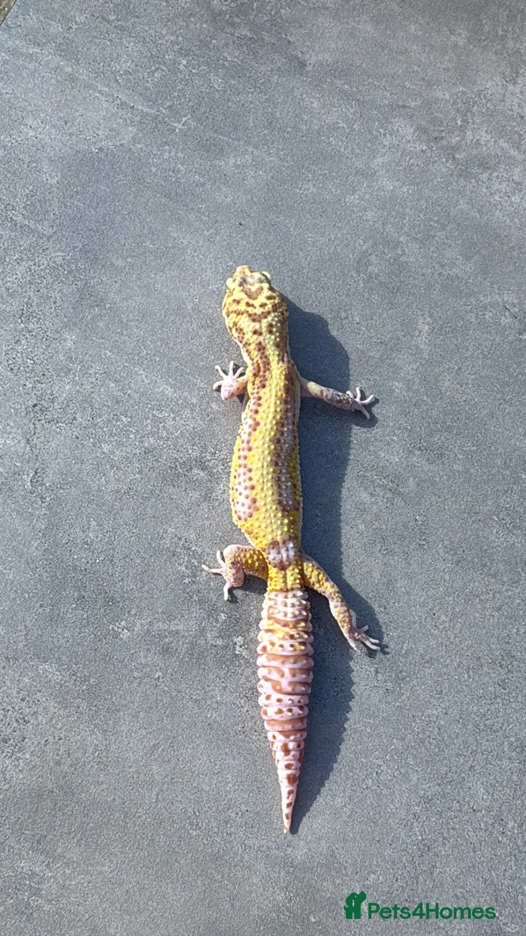 Leopard Gecko reptiles for sale: RADAR Leopard gecko in Orpington - Advert 2