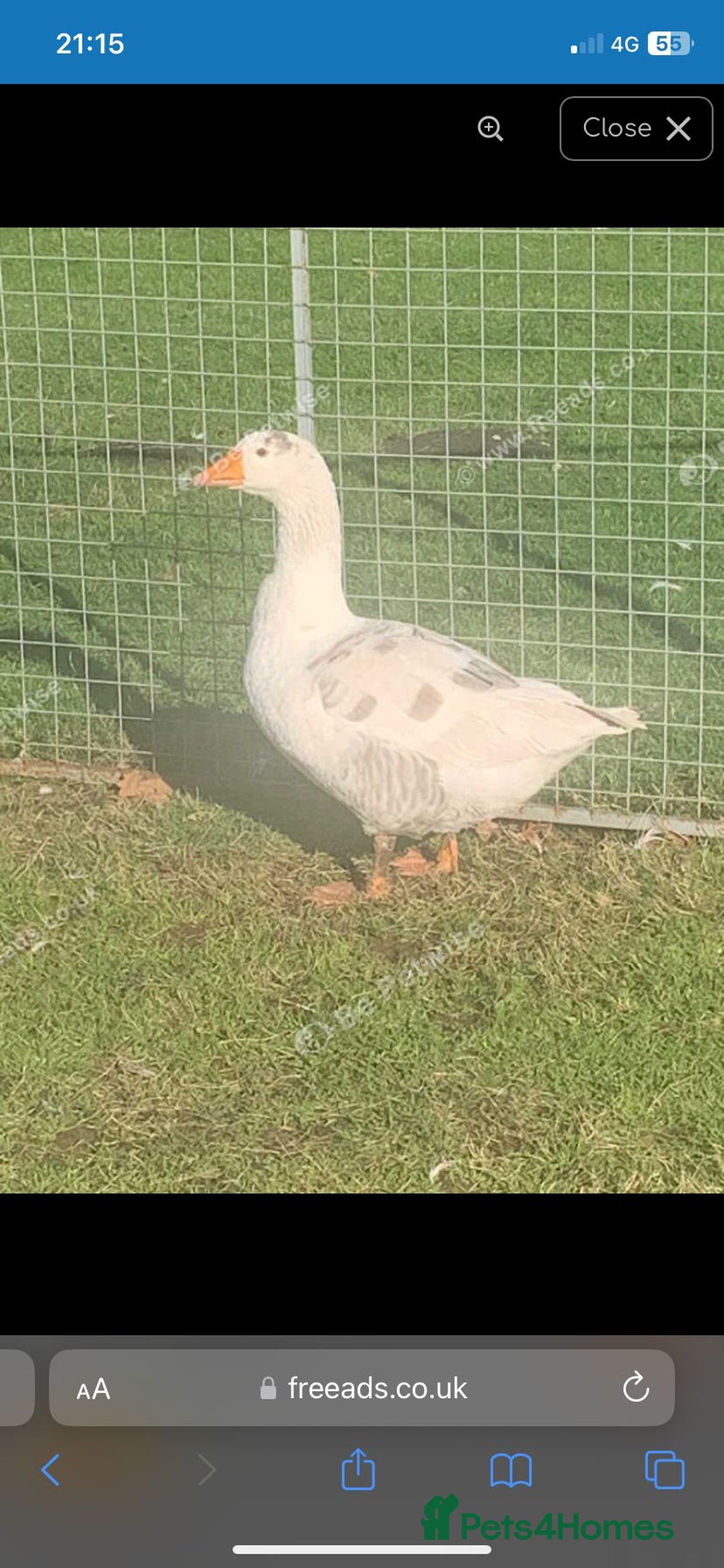 Geese poultry for sale: Pair of geese  - Advert 1