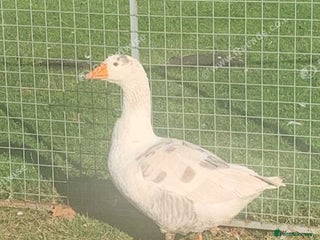 Geese poultry Pair of geese - Advert 1