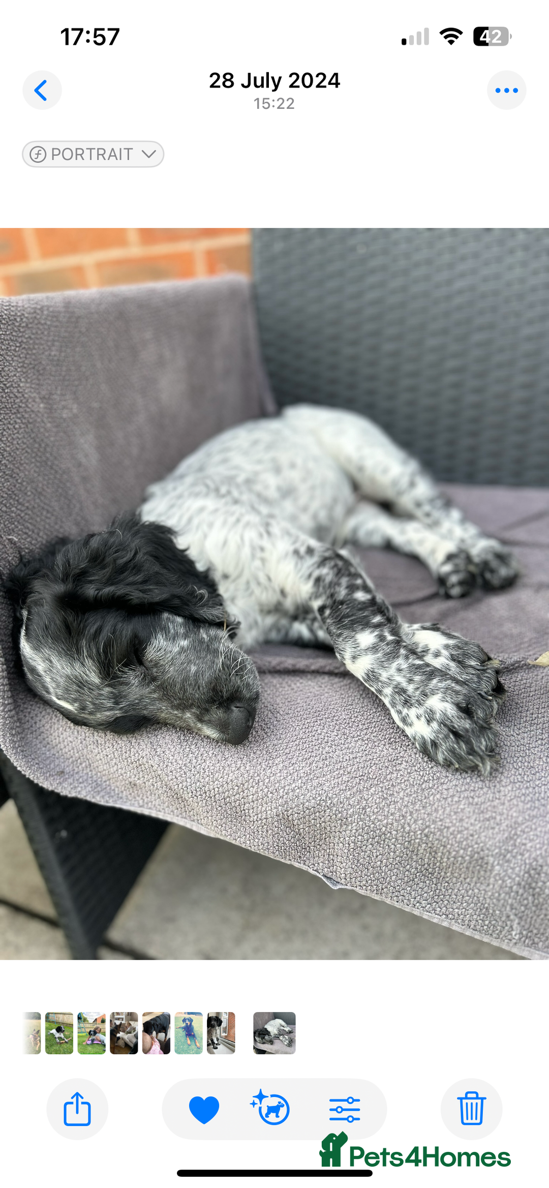 Sprocker dogs for stud: Sprocker Stud Dog - working line, 1 year old - Image 4