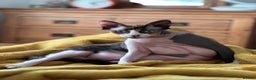 Sphynx cats for sale: Fuzzy Female Sphynx  - Advert 4