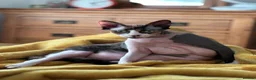 Sphynx cats for sale: Fuzzy Female Sphynx  - Advert 4