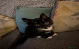 Domestic Shorthair cats for sale: Kittens  - Image 6