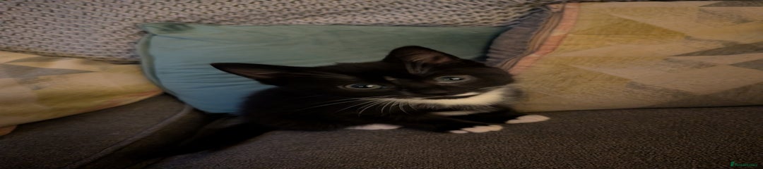 Domestic Shorthair Kitten 1